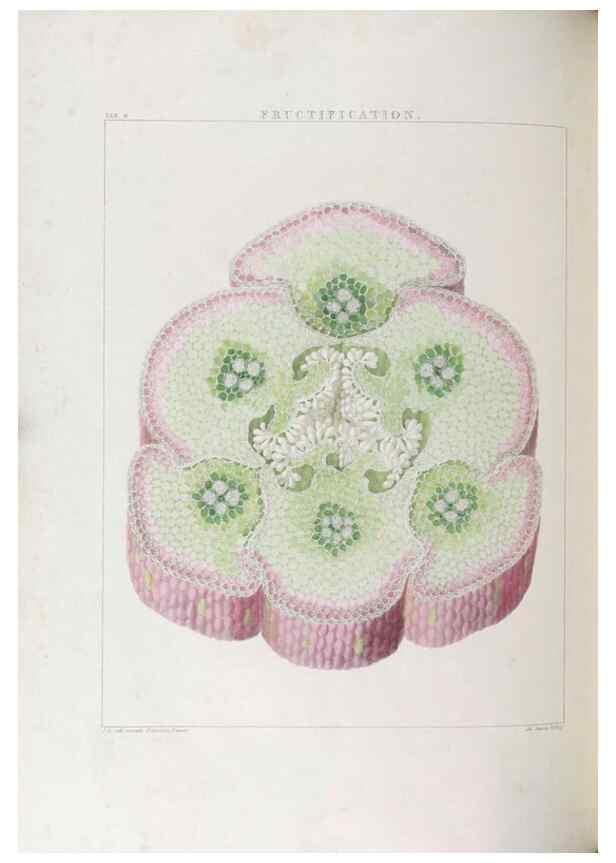 Reproducción/Reproduction 48706200031: Illustrations of Orchidaceous Plants [from sketches prepared between 1792 and 1832] /. London :James Ridgeway and Sons,1830 - 38.. 