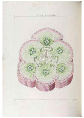 Reproducción/Reproduction 48706200031: Illustrations of Orchidaceous Plants [from sketches prepared between 1792 and 1832] /. London :James Ridgeway and Sons,1830 - 38.. 