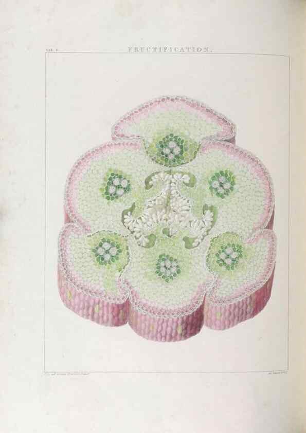 Reproducción/Reproduction 48706200031: Illustrations of Orchidaceous Plants [from sketches prepared between 1792 and 1832] /. London :James Ridgeway and Sons,1830 - 38.. 