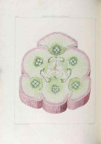Reproducción/Reproduction 48706200031: Illustrations of Orchidaceous Plants [from sketches prepared between 1792 and 1832] /. London :James Ridgeway and Sons,1830 - 38.. 