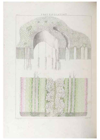 Reproducción/Reproduction 48706367797: Illustrations of Orchidaceous Plants [from sketches prepared between 1792 and 1832] /. London :James Ridgeway and Sons,1830 - 38.. 