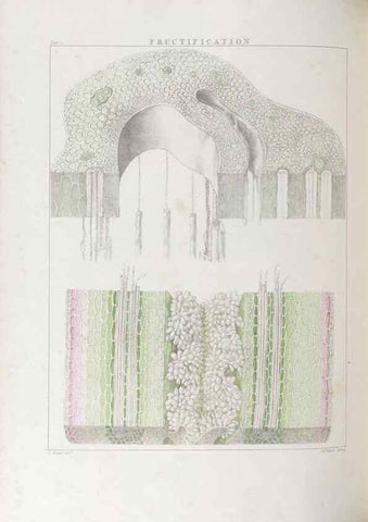 Reproducción/Reproduction 48706367797: Illustrations of Orchidaceous Plants [from sketches prepared between 1792 and 1832] /. London :James Ridgeway and Sons,1830 - 38.. 