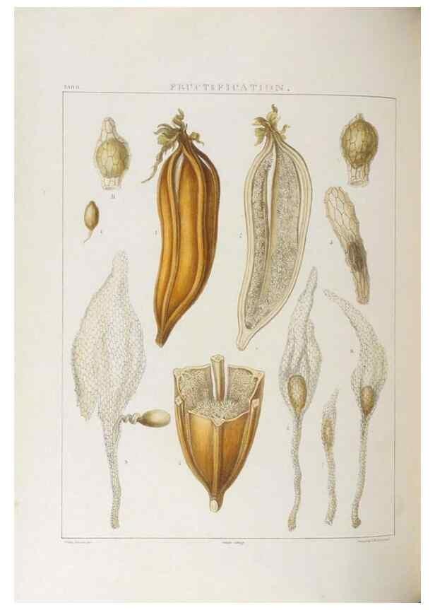 Reproducción/Reproduction 48706368182: Illustrations of Orchidaceous Plants [from sketches prepared between 1792 and 1832] /. London :James Ridgeway and Sons,1830 - 38.. 