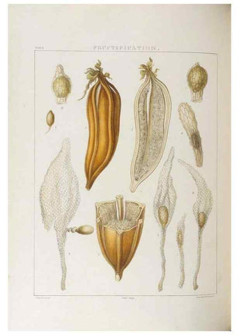 Reproducción/Reproduction 48706368182: Illustrations of Orchidaceous Plants [from sketches prepared between 1792 and 1832] /. London :James Ridgeway and Sons,1830 - 38.. 