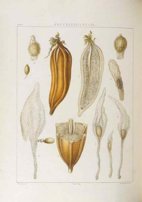 Reproducción/Reproduction 48706368182: Illustrations of Orchidaceous Plants [from sketches prepared between 1792 and 1832] /. London :James Ridgeway and Sons,1830 - 38.. 