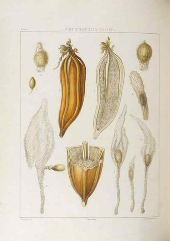Reproducción/Reproduction 48706368182: Illustrations of Orchidaceous Plants [from sketches prepared between 1792 and 1832] /. London :James Ridgeway and Sons,1830 - 38.. 
