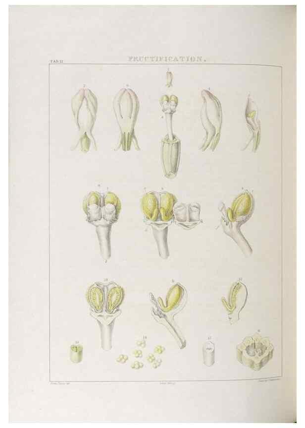 Reproducción/Reproduction 48705868743: Illustrations of Orchidaceous Plants [from sketches prepared between 1792 and 1832] /. London :James Ridgeway and Sons,1830 - 38.. 