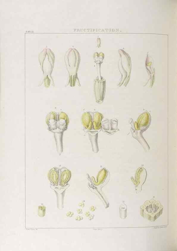Reproducción/Reproduction 48705868743: Illustrations of Orchidaceous Plants [from sketches prepared between 1792 and 1832] /. London :James Ridgeway and Sons,1830 - 38.. 