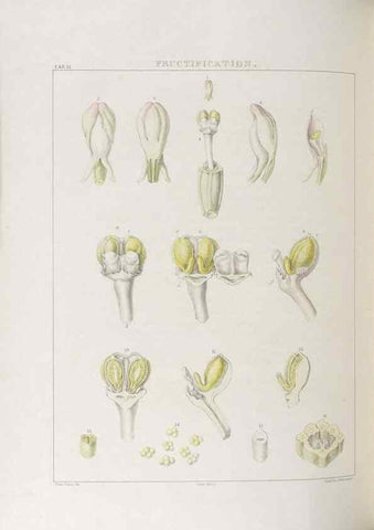 Reproducción/Reproduction 48705868743: Illustrations of Orchidaceous Plants [from sketches prepared between 1792 and 1832] /. London :James Ridgeway and Sons,1830 - 38.. 