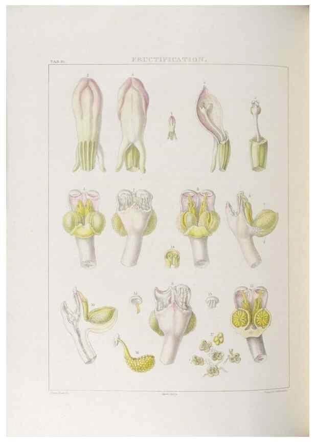 Reproducción/Reproduction 48706201696: Illustrations of Orchidaceous Plants [from sketches prepared between 1792 and 1832] /. London :James Ridgeway and Sons,1830 - 38.. 