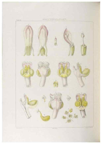 Reproducción/Reproduction 48706201696: Illustrations of Orchidaceous Plants [from sketches prepared between 1792 and 1832] /. London :James Ridgeway and Sons,1830 - 38.. 