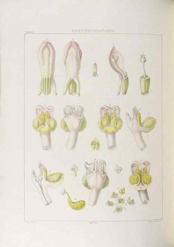 Reproducción/Reproduction 48706201696: Illustrations of Orchidaceous Plants [from sketches prepared between 1792 and 1832] /. London :James Ridgeway and Sons,1830 - 38.. 