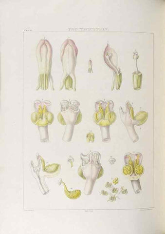 Reproducción/Reproduction 48706201696: Illustrations of Orchidaceous Plants [from sketches prepared between 1792 and 1832] /. London :James Ridgeway and Sons,1830 - 38.. 