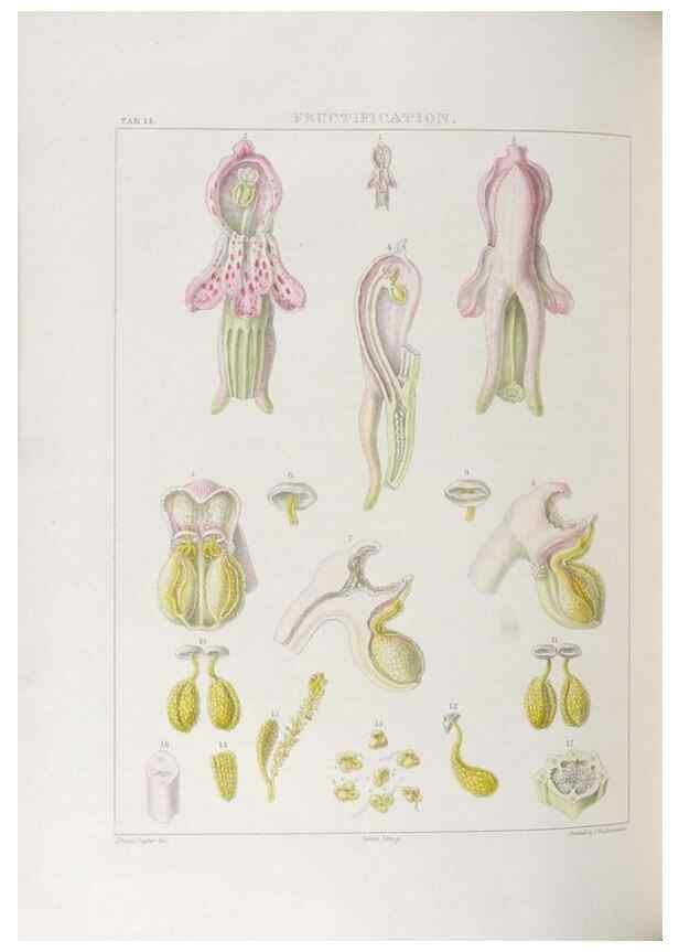 Reproducción/Reproduction 48705869358: Illustrations of Orchidaceous Plants [from sketches prepared between 1792 and 1832] /. London :James Ridgeway and Sons,1830 - 38.. 