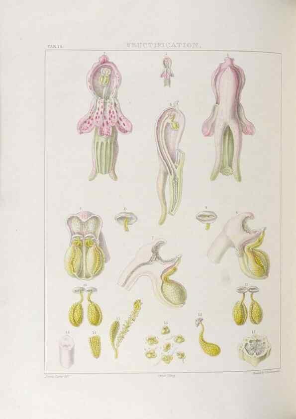 Reproducción/Reproduction 48705869358: Illustrations of Orchidaceous Plants [from sketches prepared between 1792 and 1832] /. London :James Ridgeway and Sons,1830 - 38.. 