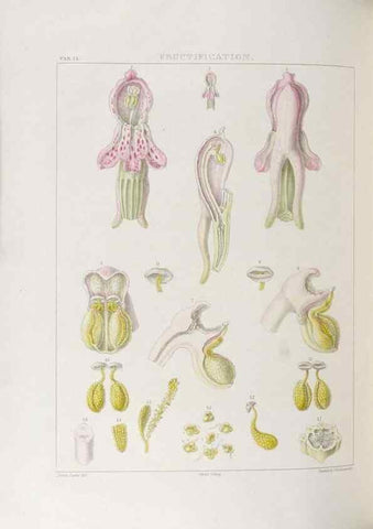 Reproducción/Reproduction 48705869358: Illustrations of Orchidaceous Plants [from sketches prepared between 1792 and 1832] /. London :James Ridgeway and Sons,1830 - 38.. 