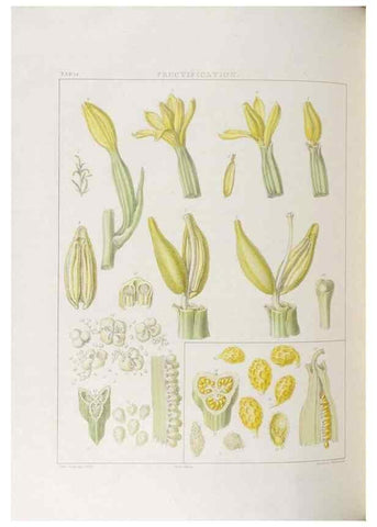 Reproducción/Reproduction 48706369592: Illustrations of Orchidaceous Plants [from sketches prepared between 1792 and 1832] /. London :James Ridgeway and Sons,1830 - 38.. 