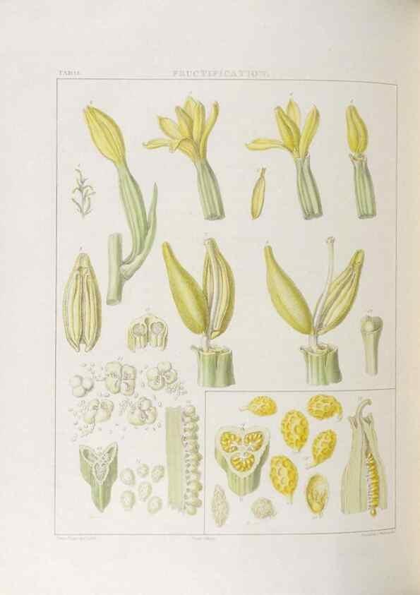 Reproducción/Reproduction 48706369592: Illustrations of Orchidaceous Plants [from sketches prepared between 1792 and 1832] /. London :James Ridgeway and Sons,1830 - 38.. 
