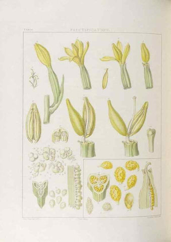 Reproducción/Reproduction 48706369592: Illustrations of Orchidaceous Plants [from sketches prepared between 1792 and 1832] /. London :James Ridgeway and Sons,1830 - 38.. 