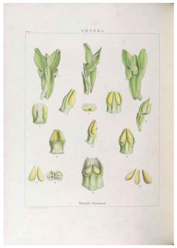 Reproducción/Reproduction 48706202801: Illustrations of Orchidaceous Plants [from sketches prepared between 1792 and 1832] /. London :James Ridgeway and Sons,1830 - 38.. 