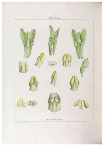Reproducción/Reproduction 48706202801: Illustrations of Orchidaceous Plants [from sketches prepared between 1792 and 1832] /. London :James Ridgeway and Sons,1830 - 38.. 