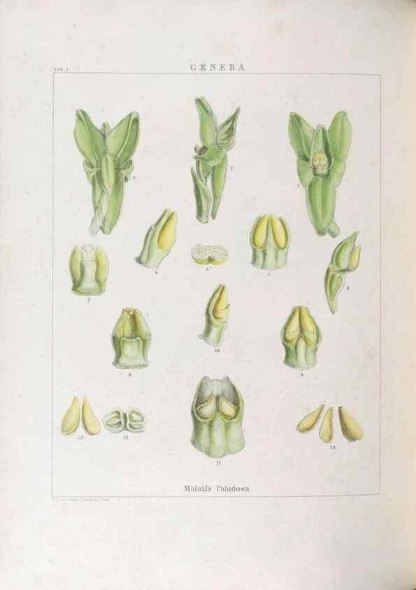 Reproducción/Reproduction 48706202801: Illustrations of Orchidaceous Plants [from sketches prepared between 1792 and 1832] /. London :James Ridgeway and Sons,1830 - 38.. 