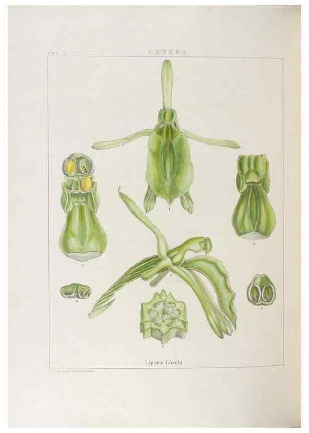 Reproducción/Reproduction 48705870443: Illustrations of Orchidaceous Plants [from sketches prepared between 1792 and 1832] /. London :James Ridgeway and Sons,1830 - 38.. 