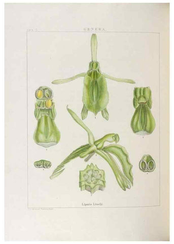 Reproducción/Reproduction 48705870443: Illustrations of Orchidaceous Plants [from sketches prepared between 1792 and 1832] /. London :James Ridgeway and Sons,1830 - 38.. 