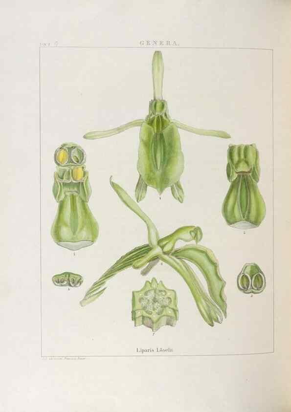 Reproducción/Reproduction 48705870443: Illustrations of Orchidaceous Plants [from sketches prepared between 1792 and 1832] /. London :James Ridgeway and Sons,1830 - 38.. 