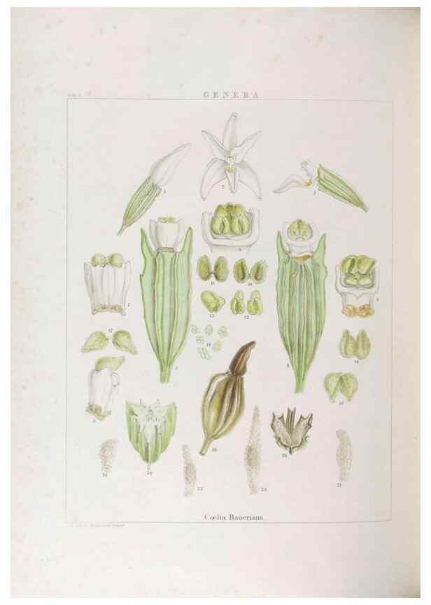 Reproducción/Reproduction 48705870823: Illustrations of Orchidaceous Plants [from sketches prepared between 1792 and 1832] /. London :James Ridgeway and Sons,1830 - 38.. 