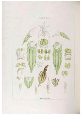 Reproducción/Reproduction 48705870823: Illustrations of Orchidaceous Plants [from sketches prepared between 1792 and 1832] /. London :James Ridgeway and Sons,1830 - 38.. 