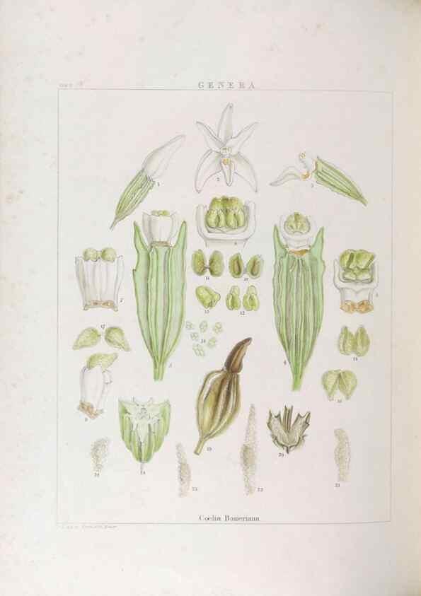 Reproducción/Reproduction 48705870823: Illustrations of Orchidaceous Plants [from sketches prepared between 1792 and 1832] /. London :James Ridgeway and Sons,1830 - 38.. 