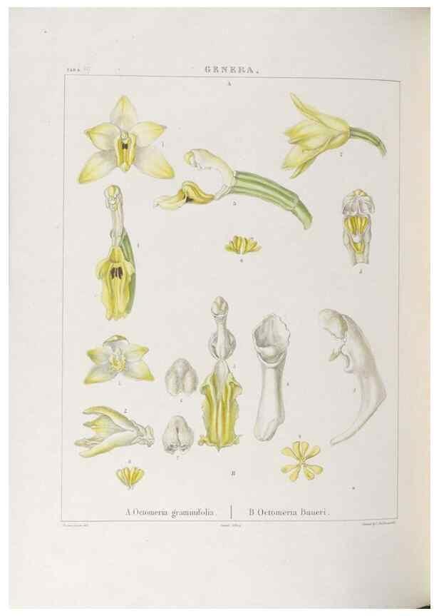 Reproducción/Reproduction 48706370937: Illustrations of Orchidaceous Plants [from sketches prepared between 1792 and 1832] /. London :James Ridgeway and Sons,1830 - 38.. 
