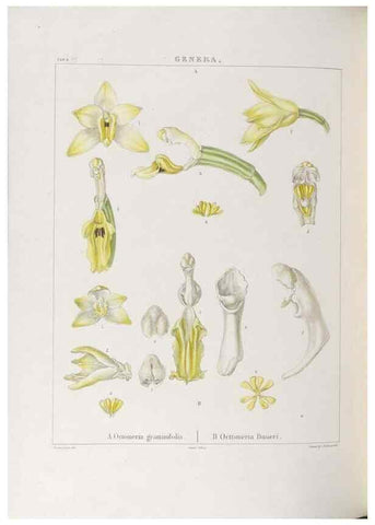 Reproducción/Reproduction 48706370937: Illustrations of Orchidaceous Plants [from sketches prepared between 1792 and 1832] /. London :James Ridgeway and Sons,1830 - 38.. 