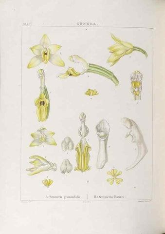 Reproducción/Reproduction 48706370937: Illustrations of Orchidaceous Plants [from sketches prepared between 1792 and 1832] /. London :James Ridgeway and Sons,1830 - 38.. 