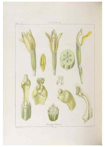 Reproducción/Reproduction 48706371337: Illustrations of Orchidaceous Plants [from sketches prepared between 1792 and 1832] /. London :James Ridgeway and Sons,1830 - 38.. 
