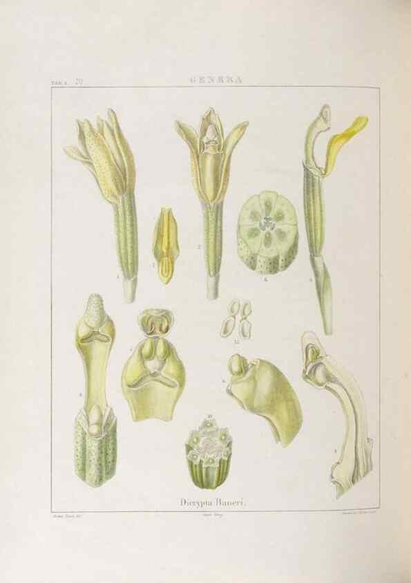 Reproducción/Reproduction 48706371337: Illustrations of Orchidaceous Plants [from sketches prepared between 1792 and 1832] /. London :James Ridgeway and Sons,1830 - 38.. 