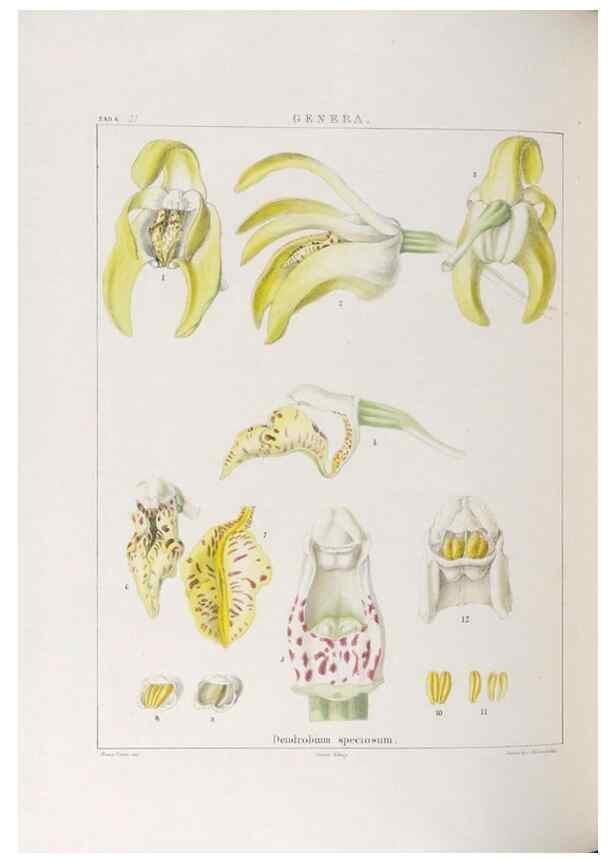 Reproducción/Reproduction 48706204641: Illustrations of Orchidaceous Plants [from sketches prepared between 1792 and 1832] /. London :James Ridgeway and Sons,1830 - 38.. 