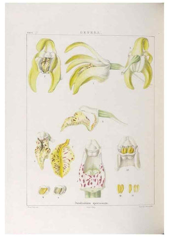 Reproducción/Reproduction 48706204641: Illustrations of Orchidaceous Plants [from sketches prepared between 1792 and 1832] /. London :James Ridgeway and Sons,1830 - 38.. 