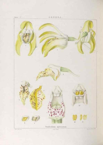 Reproducción/Reproduction 48706204641: Illustrations of Orchidaceous Plants [from sketches prepared between 1792 and 1832] /. London :James Ridgeway and Sons,1830 - 38.. 