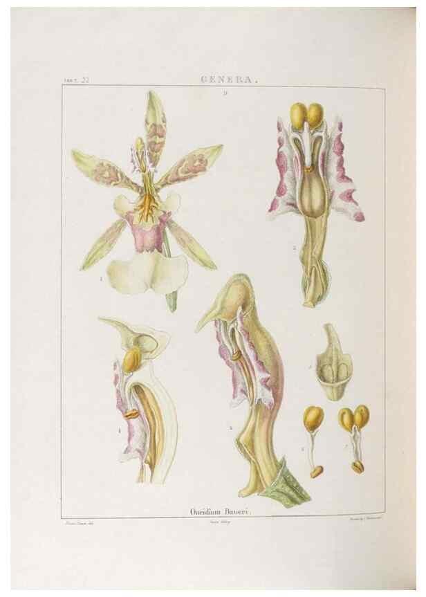 Reproducción/Reproduction 48706371957: Illustrations of Orchidaceous Plants [from sketches prepared between 1792 and 1832] /. London :James Ridgeway and Sons,1830 - 38.. 