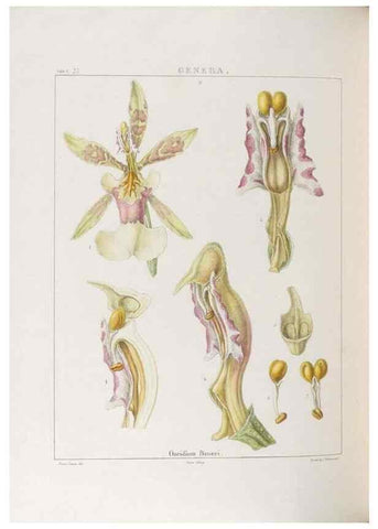 Reproducción/Reproduction 48706371957: Illustrations of Orchidaceous Plants [from sketches prepared between 1792 and 1832] /. London :James Ridgeway and Sons,1830 - 38.. 