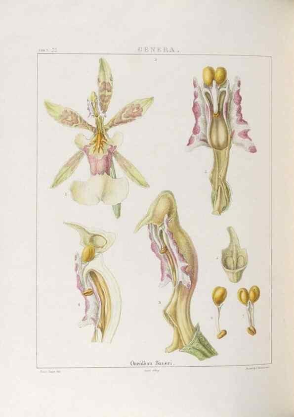 Reproducción/Reproduction 48706371957: Illustrations of Orchidaceous Plants [from sketches prepared between 1792 and 1832] /. London :James Ridgeway and Sons,1830 - 38.. 
