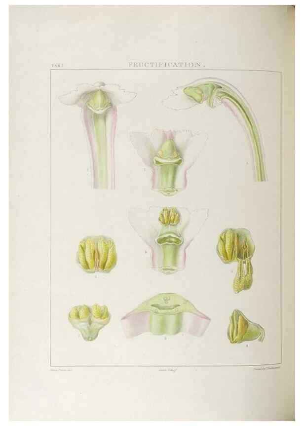 Reproducción/Reproduction 48706198476: Illustrations of Orchidaceous Plants [from sketches prepared between 1792 and 1832] /. London :James Ridgeway and Sons,1830 - 38.. 