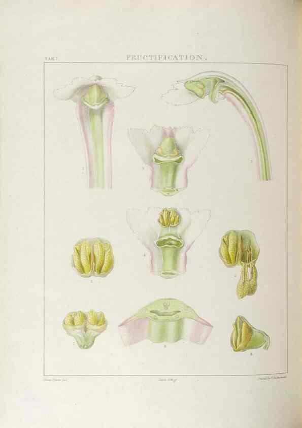 Reproducción/Reproduction 48706198476: Illustrations of Orchidaceous Plants [from sketches prepared between 1792 and 1832] /. London :James Ridgeway and Sons,1830 - 38.. 