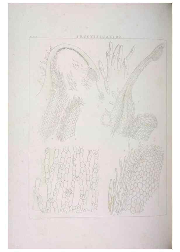 Reproducción/Reproduction 48705865303: Illustrations of Orchidaceous Plants [from sketches prepared between 1792 and 1832] /. London :James Ridgeway and Sons,1830 - 38.. 