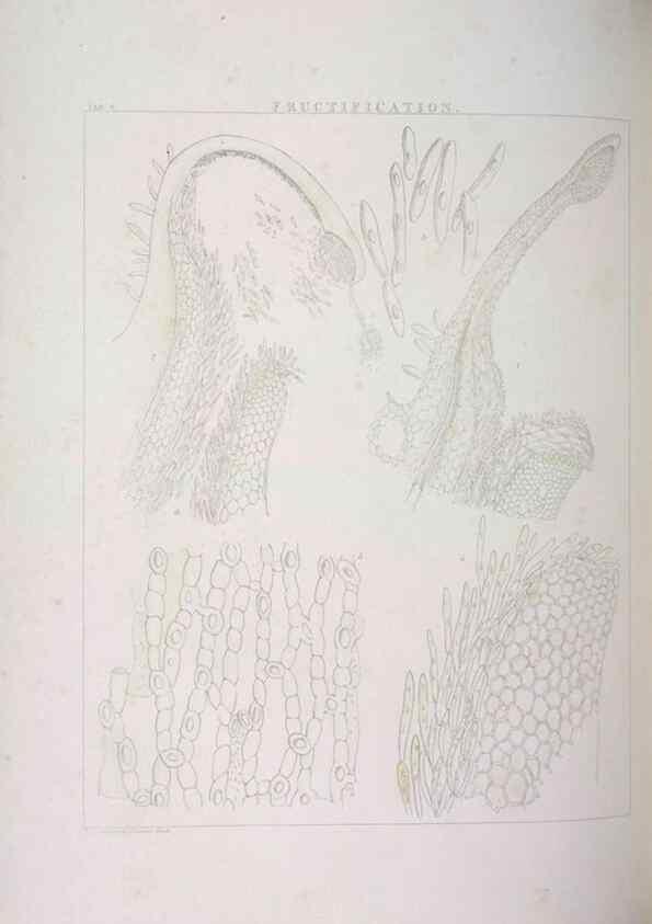 Reproducción/Reproduction 48705865303: Illustrations of Orchidaceous Plants [from sketches prepared between 1792 and 1832] /. London :James Ridgeway and Sons,1830 - 38.. 
