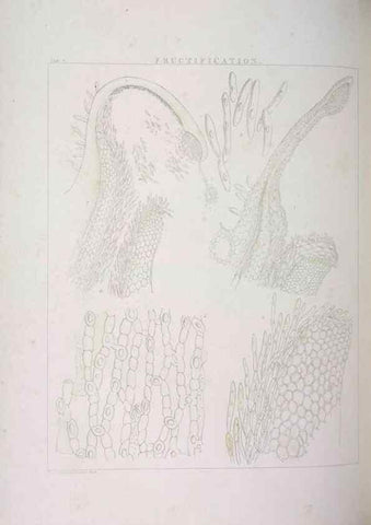 Reproducción/Reproduction 48705865303: Illustrations of Orchidaceous Plants [from sketches prepared between 1792 and 1832] /. London :James Ridgeway and Sons,1830 - 38.. 