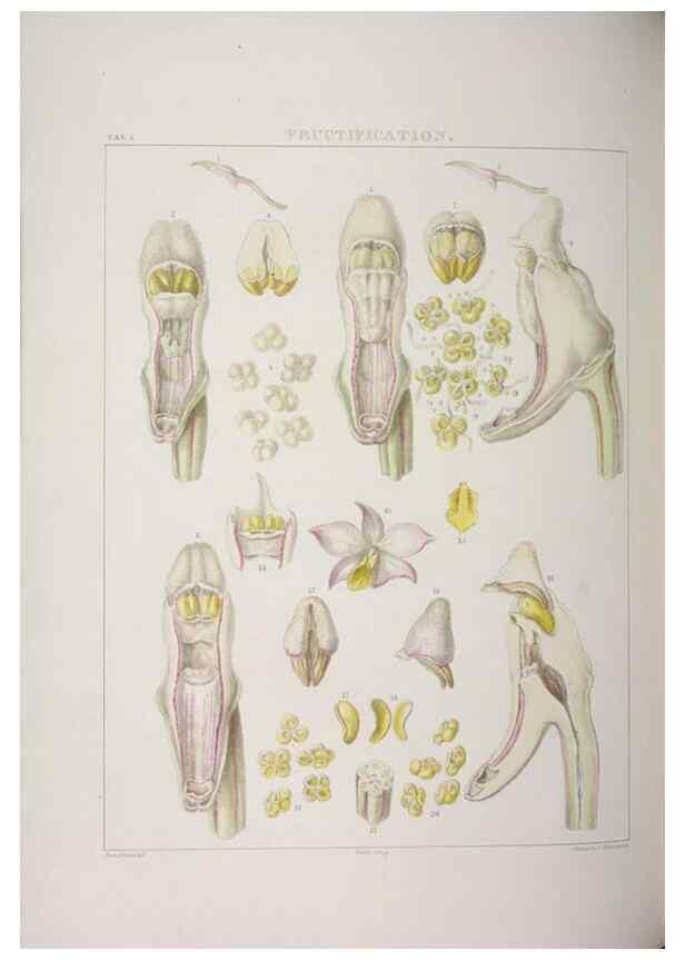 Reproducción/Reproduction 48705864928: Illustrations of Orchidaceous Plants [from sketches prepared between 1792 and 1832] /. London :James Ridgeway and Sons,1830 - 38.. 