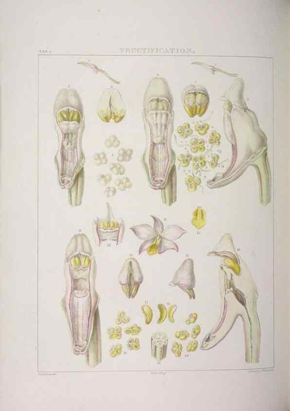 Reproducción/Reproduction 48705864928: Illustrations of Orchidaceous Plants [from sketches prepared between 1792 and 1832] /. London :James Ridgeway and Sons,1830 - 38.. 
